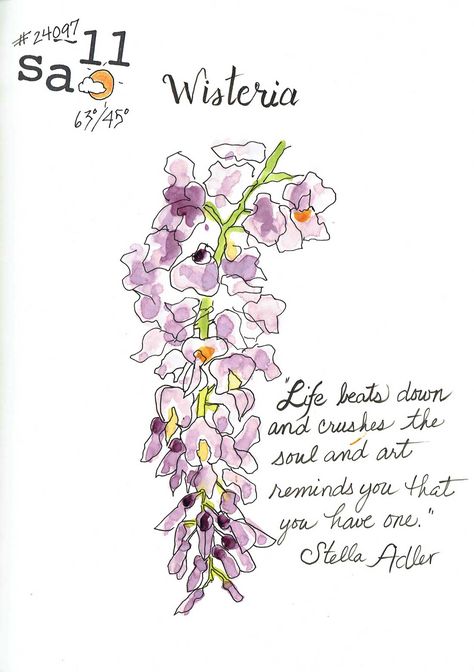 Wisteria is blooming and yet chilly weather is back for this weekend anyway.  This has been a wonderful warm winter, which means we're goi... Wisteria Meaning, Tree Meanings, Flower Dictionary, Watercolour Ideas, Wisteria Tree, Resin Flowers, Chilly Weather, Wisteria, Art Journaling