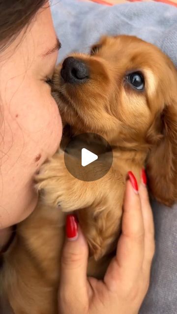 cocker spaniel 🦮 on Instagram: "👫 Tag a friend⠀Sweeter than honey 🍯  📸 Credit @channy_and_sherly.cocker 🥰" Cocker Spaniel Videos, Mini Cocker Spaniel, Golden Cocker Spaniel Puppies, Red Cocker Spaniel, Red Cockapoo, Cute Cocker Spaniel, Cocker Spaniel Anglais, English Cocker Spaniel Puppies, Perro Cocker Spaniel