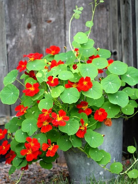 Nasturtiums Nasturtium In Pots, Potted Nasturtium, Climbing Nasturtium In Pots, Nasturtiums In The Garden, Nasturtium Garden, White Nasturtiums, Plant Sleeve, Red Nasturtium, German Garden