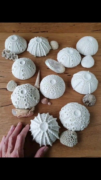 ʍǟɨʀɨ ֆȶօռɛ | More sea urchin inspired pieces in the making 🤗 I mark the centre of the clay before putting it on the former, then mark out the segments… | Instagram Sea Urchins Art, Sea Urchin Shell, Diy Air Dry Clay, Clay Crafts Air Dry, Clay Texture, Shell Ornaments, New Ceramics, Ocean Inspired, Sea Urchin