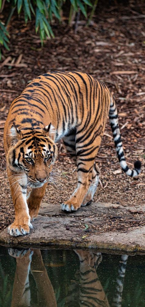 Rare Wild Animals, Tiger Full Body Photography, Tiger Wildlife Photography, Tiger In Nature, Tiger Reference Photography, Wild Cat Photography, Real Tiger Photos, Dynamic Tiger Poses, Big Cat Photography