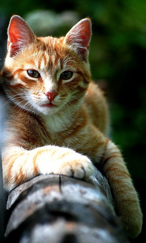 Finding Neverland Cat Lounging, Red Cats, Orange And White Cat, Cat Years, Risk Taker, Cat Pose, Orange Cats, Cat Photography, Ginger Cats