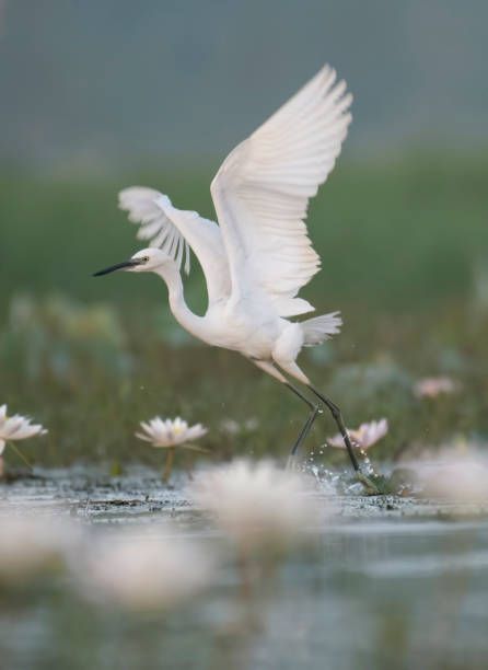 Egret Tattoo, Flying Egret, Louisiana Birds, Egret Flying, Egret Painting, Bears Tattoo, Egret Art, Swan Photography, Great Egret