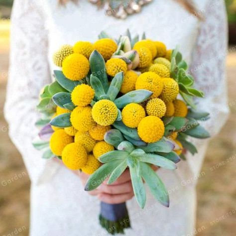 Wedding Planning Details, Wedding Theme Inspiration, Billy Balls, Billy Buttons, Australian Native Flowers, Wedding Flower Inspiration, Flower Ball, Hardy Perennials, Mod Wedding