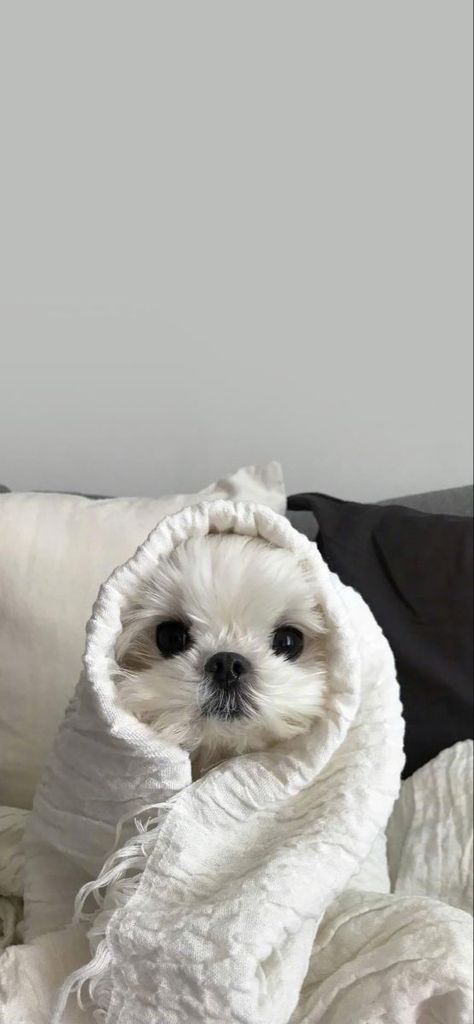 Cute Puppy Aesthetic Wallpaper, Cute White Dogs Wallpaper, White Dog Aesthetic Wallpaper, Puppy Wallpaper Aesthetic, White Dog Aesthetic, Dog Cute Wallpaper, White Dog Wallpaper, Maltese Wallpaper, Cute Dogs Wallpaper