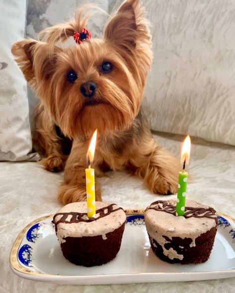 Happy birthday Yorkshire Yorkie Birthday, Dogs Grooming, Yorkie Lovers, Dog Birthday Party, Happy Tails, Yorkshire Terrier Puppies, Dog Birthday, Happy Animals, Birthday Photos