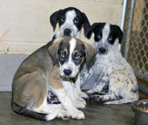 blue tick pit mix puppy | these three cuties to the left are blue heeler bluetick hound mixes ... Blue Tick, Hound Puppies, Cutest Animals, Blue Heeler, Rescue Dogs, Dogs Puppies, New Puppy, Christmas Wishlist, Cute Puppies