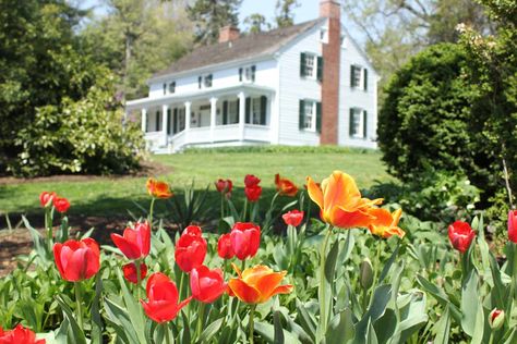 We’re Obsessed With This Sweet Northern Virginia Town Located Just 30 Minutes From D.C. Travel Virginia, Falls Church Virginia, Breakfast Party Foods, Southern Travel, Virginia Travel, Plant Problems, Falls Church, Farm Shop, Container Gardening Vegetables