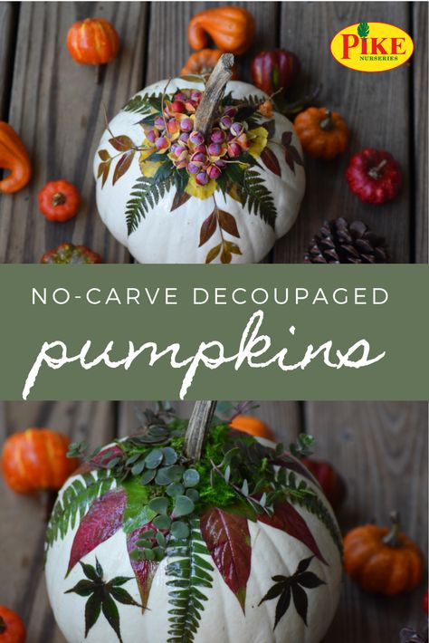 Use the colorful foliage of fall, pulled from your own yard, to create stunning no-carve decorated pumpkins! ... #pumpkins #decoupage #fall #autumn #Halloween #Thanksgiving #falldecor #pumpkindecorating #pumpkinideas Colored Pumpkins Painting, Floral Decoupage Pumpkin, Diy Decoupage Pumpkins, Decoupage Pumpkins With Flowers, Easy Pumpkin Crafts For Adults, Decopage Ideas Pumpkins, Non Carved Decorated Pumpkins, Decorated Pumpkins Without Carving, Greenhouse Workshop