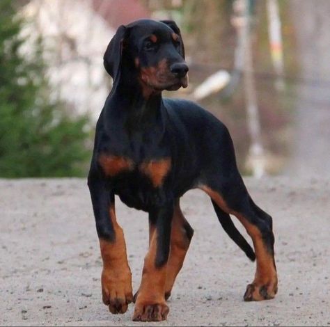 Doberman Mixed Breed, Doberman Pinscher Natural Ears, Mini Doberman, European Doberman, Doberman Mix, Doberman Pinscher Puppy, Funny Animal Comics, Rottweiler Love, Puppy Mom