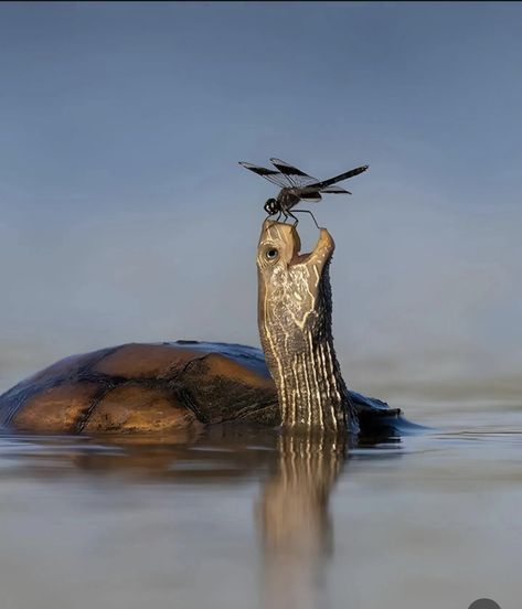 National Geographic Photography Animals, Wildlife Photography National Geographic, National Geographic People, National Geographic Animals, Unlikely Animal Friends, National Geographic Photography, Happy Turtle, National Geographic Photographers, Turtle Pond