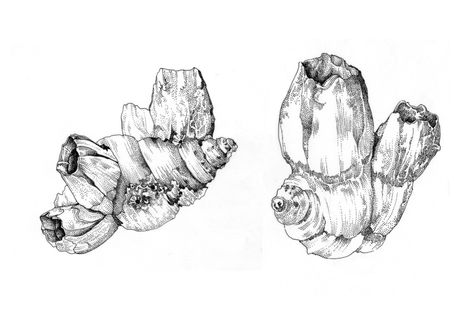 Barnacle Illustration, Barnacle Drawing, Barnacles Drawing, Gisborne New Zealand, Creation Story, Design And Illustration, Stippling, Design Web, Beauty Cosmetics