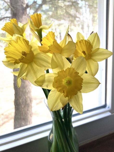 kimm_w on Twitter: "Spring has sprung on the windowsill 🌼🍃 #FlowerReport #daffodils #peace… " Daffodil Aesthetic, Flower Time Lapse, Narcissus Flowers, Beginners Gardening, Yellow Board, Daffodil Flowers, Flower Blooming, Narcissus Flower, Yellow Daffodils