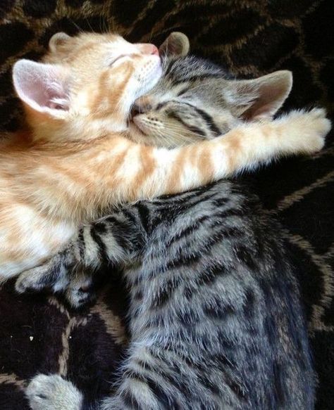 Cat Cuddle, Fluffy Animals, Cute Cats And Kittens, Cute Animal Pictures, Cute Kittens, Pretty Cats, Cute Little Animals, Kitty Cat