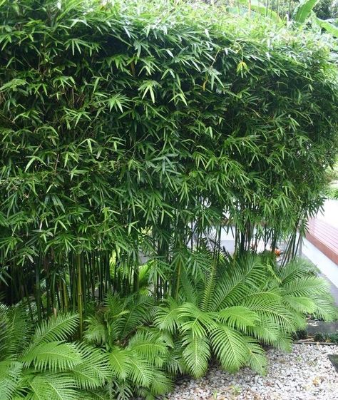 Planting For Privacy, Privacy Bamboo, Bamboo Landscape, Privacy Plants, Tropical Garden Design, Tropical Backyard, Bamboo Garden, Bamboo Fence, Bamboo Tree