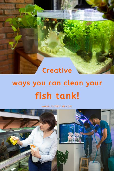 How To Clean A Fish Tank, Cleaning Aquarium Tanks, Fish That Clean The Tank, How To Clean Aquarium Glass Tanks, Tang Fish, Fish Tank Cleaning, Water Spots, Beneficial Bacteria, Healthy Fish