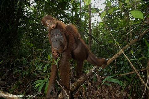 McKENZIE Paveena & Paul - Faune Sauvage Primates, Mothers Love, When He, Kenya, Hong Kong, Indonesia