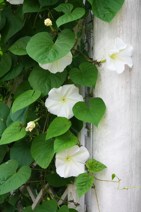 Curtain Creeper, Flower Night, Fragrant Garden, Garden Vines, Cottage Garden Design, Fragrant Plant, Midnight Garden, Moon Garden, White Gardens