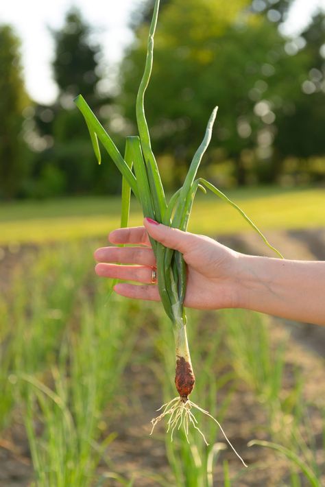 Many onion varieties are relatively easy to grow. That said, onions do have their fare share of issues with bulb formation; either the onions do not form bulbs, or they may be small and/or misshapen. Get more info here in this article. Onion Varieties, Tomato Problems, Tomato Growing, Tomato Farming, Onion Bulbs, Planting Onions, Tomato Seedlings, Hydroponic Farming, Hydroponics Diy