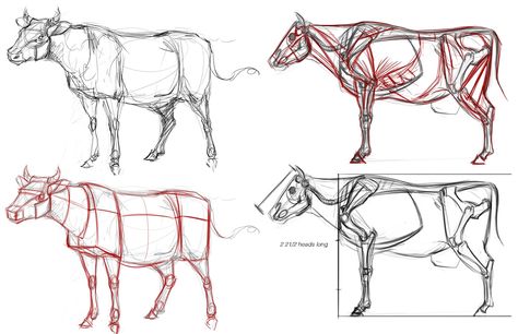 Cow Anatomy Drawing, Animal Anatomy Art, Cow Anatomy, Cow Sketch, Animal Painter, Cow Drawing, Horse Anatomy, Draw Animals, Drawing Animals