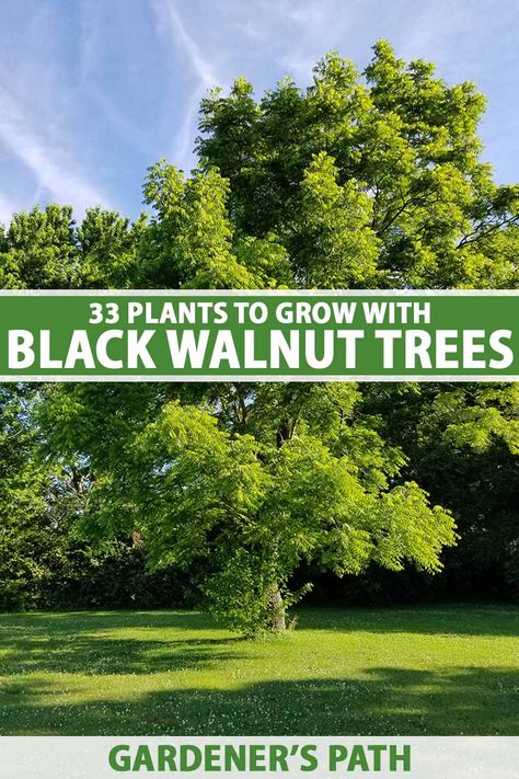 Black walnuts and other landscape trees produce an allelopathic chemical called juglone, which can inhibit the growth of many plants in proximity. In this guide, we reveal 33 plants that are juglone-tolerant and suitable for growing under black walnut trees. Learn more on Gardener's Path. #blackwalnut #gardenerspath Black Oak Tree, Hickory Tree, Shed Landscaping, Black Walnut Tree, Flowering Bushes, Privacy Plants, Tree Identification, Walnut Tree, Blueberry Bushes