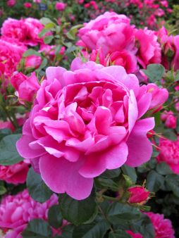 Royal Jubilee, Ideas For Flowers, Pink Nature, Roses Pink, David Austin Roses, Hybrid Tea Roses, David Austin, Trendy Flowers, English Rose