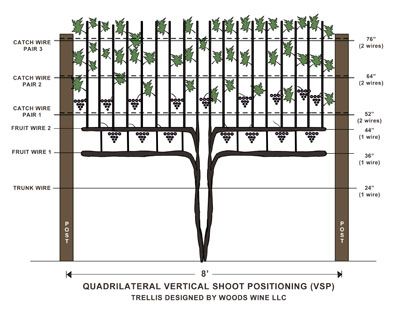 Vineyard Trellis and Training - WineMakerMag.com Vineyard Trellis, Backyard Vineyard, Vineyard Decor, Backyard Trellis, Grape Vine Trellis, Grape Tree, Grape Vineyard, Grape Trellis, Grape Arbor