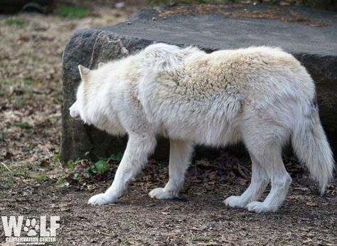 Wolf Conservation Center on Instagram: “Whom do you think Ambassador wolf Nikai is stalking? Photo by WCC Curator Rebecca Bose #Wolf #AmbassadorWolf #WolfConservationCenter…” Wolf Stalking, Wolf Conservation Center, Angry Animals, Animal References, Wolf Pack, Wolves, You Think, Thinking Of You, Animals