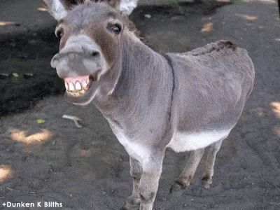 Smile Teeth GIF - Smile Teeth Donkey - Discover & Share GIFs Donkey Wallpaper, Smiling Animals, Mini Donkey, When Your Crush, Cute Donkey, Make Funny Faces, Smile Teeth, A Donkey, Animal Sounds