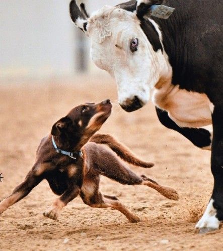 Registered Kelpie Pups - For more information click on the image or got to ad #106285 on www.RanchWorldAds.com Dog Widget, Working Kelpie, Kelpie Puppy, Cattle Station, Kelpie Dog, Australian Kelpie Dog, Herding Cattle, Australian Farm, All Breeds Of Dogs