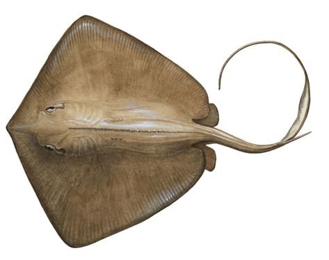 Art illustration - Oceans & Seas - Southern stingray: (Dasyatis americana) It has a flat body, diamond-shaped, with a muddy brown color on top and white on the belly. The tongue on his tail is poisonous and he uses it for self-defense. It feeds on small benthic fishes, which it does mainly at night, while during the day it remains almost completely buried in the sandy substrate, although it can also be found on muddy bottoms. Stingray Fish, Flat Fish, Horseshoe Crab, Garden Totems, Animal Study, Stingray, Sea Creatures, Diamond Shapes, Written By