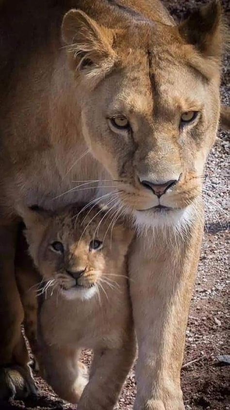 Lioness And Cub Tattoo, Cub Tattoo, Lioness And Cubs, Cubs Tattoo, Lioness Tattoo, Tattoo Lion, Regnul Animal, Hip Tattoos, Lion And Lioness