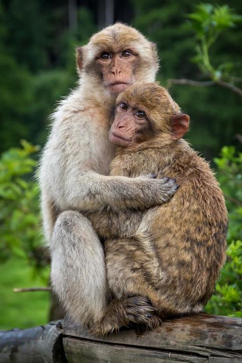 2 Monkeys Hugging, Hugging Cartoon, 2 Monkeys, Two Monkeys, Pet Monkey, Dog Videos, Monkeys, Animal Pictures, Stock Photography