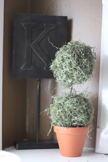 SPANISH MOSS TOPIARIES Spanish Moss Crafts, Spanish Moss Ideas, Spanish Moss Decor Ideas, Spanish Moss Decor, Moss Ideas, Tillandsia Usneoides, Air Plant Garden, Topiary Diy, Air Plants Decor