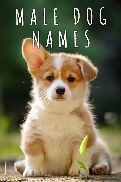 Male Dog Names – Awesome Ideas For Brilliant Boys Corgi Names List Male, Small Male Dog Names, Names For Boy Dogs, Good Boy Dog Names, Best Male Dog Names, Boy Puppy Names, Male Dog Names, Dogs Names List, Corgi Names