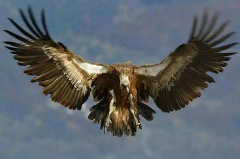 Vulture Flying Vulture, Vulture Flying, Maleficent Fairies, Griffon Vulture, Andean Condor, California Condor, Drawing Instructions, Black And White Birds, Vulture Culture