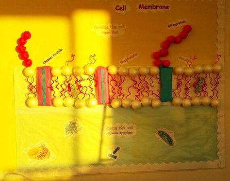 Plasma Membrane Model, Cell Membrane Model Projects, High School Science Fair, Cell Membrane Structure, Biology Drawing, Earth Science Projects, Cell Project, Cell Transport, Dna Project