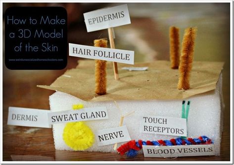 How to Make a 3D Model of the Skin Skin Model Project, Integumentary System Project, Human Body Unit Study, Skin Anatomy, Human Body Science, Human Body Activities, Integumentary System, Education Games, Human Body Unit