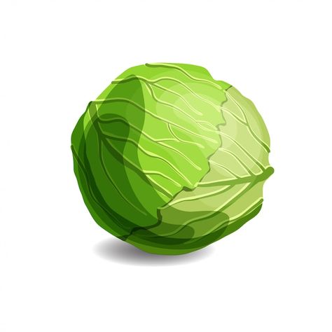 Fresh juicy green cabbage | Premium Vector #Freepik #vector #cabbage #vegetarian #natural-food #food-leaf Fruit Vector, Illustration Ideas, Green Cabbage, Food Illustrations, Design Illustration, Premium Vector, Graphic Resources, Vector Art, Watermelon