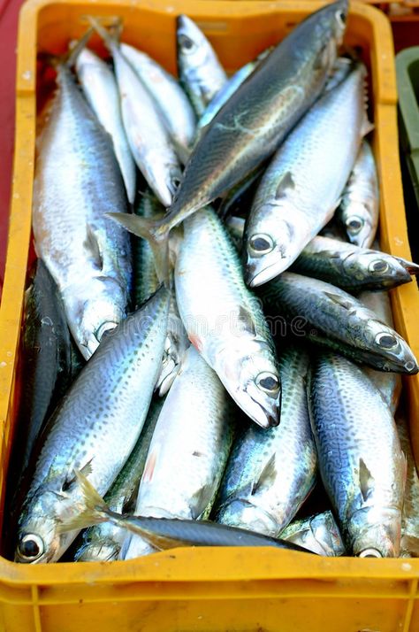 Mackerel. A Mediterranean fish stall with a local catch of mackerel , #spon, #fish, #Mediterranean, #Mackerel, #stall, #mackerel #ad Mediterranean Fish, Mackerel Fish, Fish Head, Reference Pics, All Fish, Biology, Stock Photography, Photo Image, Spray