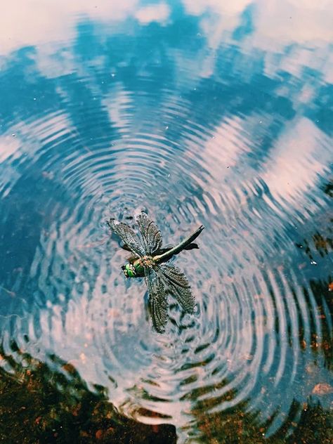 Dragonfly Astetic, Dragonfly On Water, Dragonfly Aesthetic Wallpaper, Wetlands Aesthetic, Dragonflies Aesthetic, Insects Aesthetic, Bugs Aesthetic, Lagoon Aesthetic, Dragonfly Aesthetic