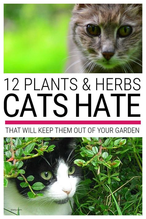 Plants Cats Hate, Cat Repellant Garden, Plants That Repel Cats, Cat Repellant Outdoor, Easy To Grow Plants, Cat Repellent, Feeding Birds, Repellent Plants, Cat Repellant