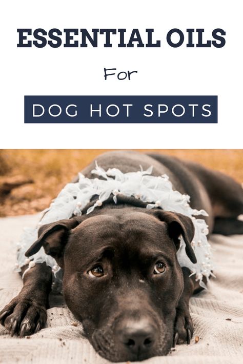 Essential Oils for Dog Hot Spots: Ones You Need To Try Dog Walking Quotes, Dog Hot Spots, Essential Oils Dogs, Dogs Diy Projects, Dog Remedies, Calming Essential Oils, Spotted Dog, Really Cute Puppies, Oils For Dogs