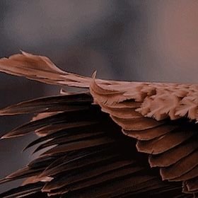 Orange Wings Aesthetic, Brown Wings Aesthetic, Exiled Aesthetic, Harpy Aesthetic, Wings Aesthetics, Wings Aesthetic, Goddess Aesthetic, List Of Characters, Picture Prompts