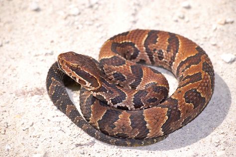 Young cottonmouth snakes have striking patterns that fade with age. Cotton Mouth Snake, Water Moccasin Snake, Chocolate Log, Snake Facts, Water Facts, Poisonous Snakes, Cotton Mouth, Snake Venom, Beautiful Snakes