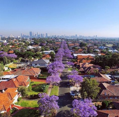 Many of the older suburbs in Perth have their streets lined with lovely Jacaranda trees. Suburbia Aesthetic, Western Australia Travel, Jacaranda Tree, City Layout, City Skylines, Moving To Australia, Beautiful Roads, Perth Australia, Perth Western Australia