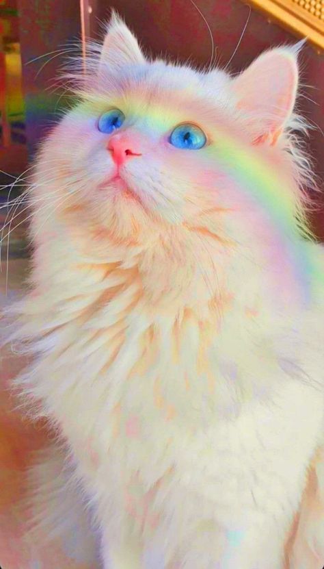 강아지 그림, Nyan Cat, Cute Cats Photos, Rainbow Cat, Cat Aesthetic, Cute Animal Photos, Cute Cats And Kittens, Funny Cute Cats