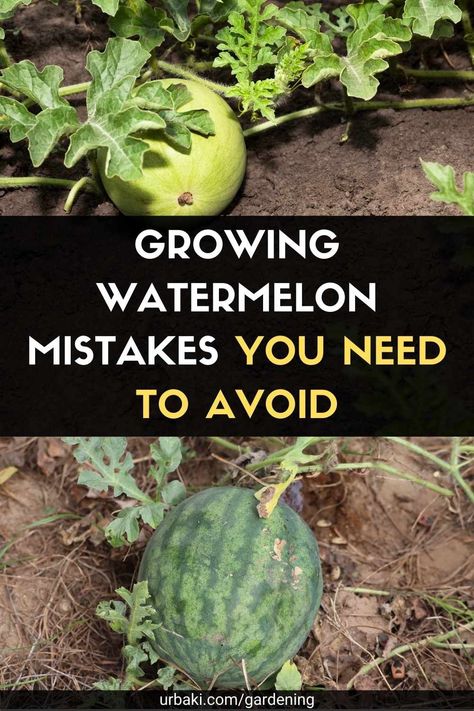 Melon Patch Garden, How To Plant Watermelon Plants, Watermelon Patch Garden, Watermelon Growing Ideas, Best Way To Grow Watermelon, Watermelon Planting Tips, Growing Watermelon In Container, How To Grow Watermelon From Seed, Watermelon Garden Ideas