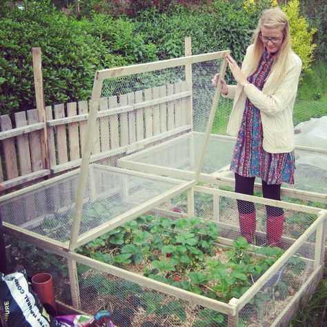 Strawberry Beds, Vegetable Garden Raised Beds, Building A Raised Garden, Strawberry Garden, Plants Growing, Diy Raised Garden, Covered Garden, Veg Garden, Have Inspiration