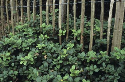 Gaultheria Shallon Gaultheria Shallon, Backyard Habitat, Hampton Court Palace Gardens, California Native Garden, Shade Gardening, Pollinator Plants, Garden Types, Veg Garden, Garden Backyard